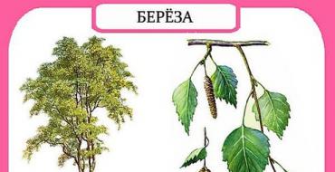 Домашнее задание «Деревья